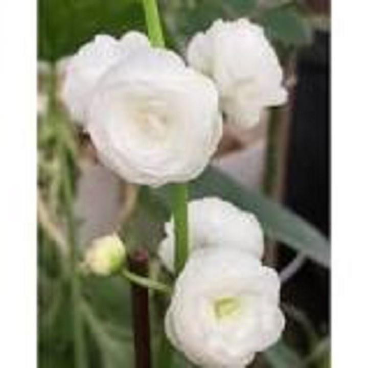 CHẬU CÂY BÁCH THỦY TIÊN