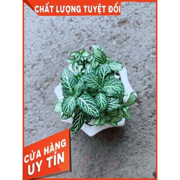 Chậu Cẩm Nhung Xanh