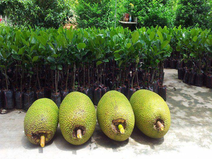 Cây giống mít không hạt khổng lồ F1