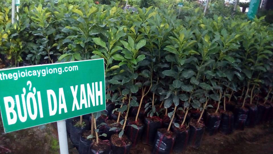 CÂY GIỐNG BƯỞI DA XANH