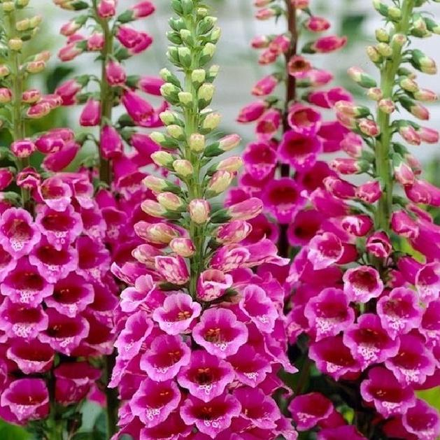 Combo 3 gói Hạt giống Hoa Mao Địa Hoàng nhiều màu- gói 50 hạt