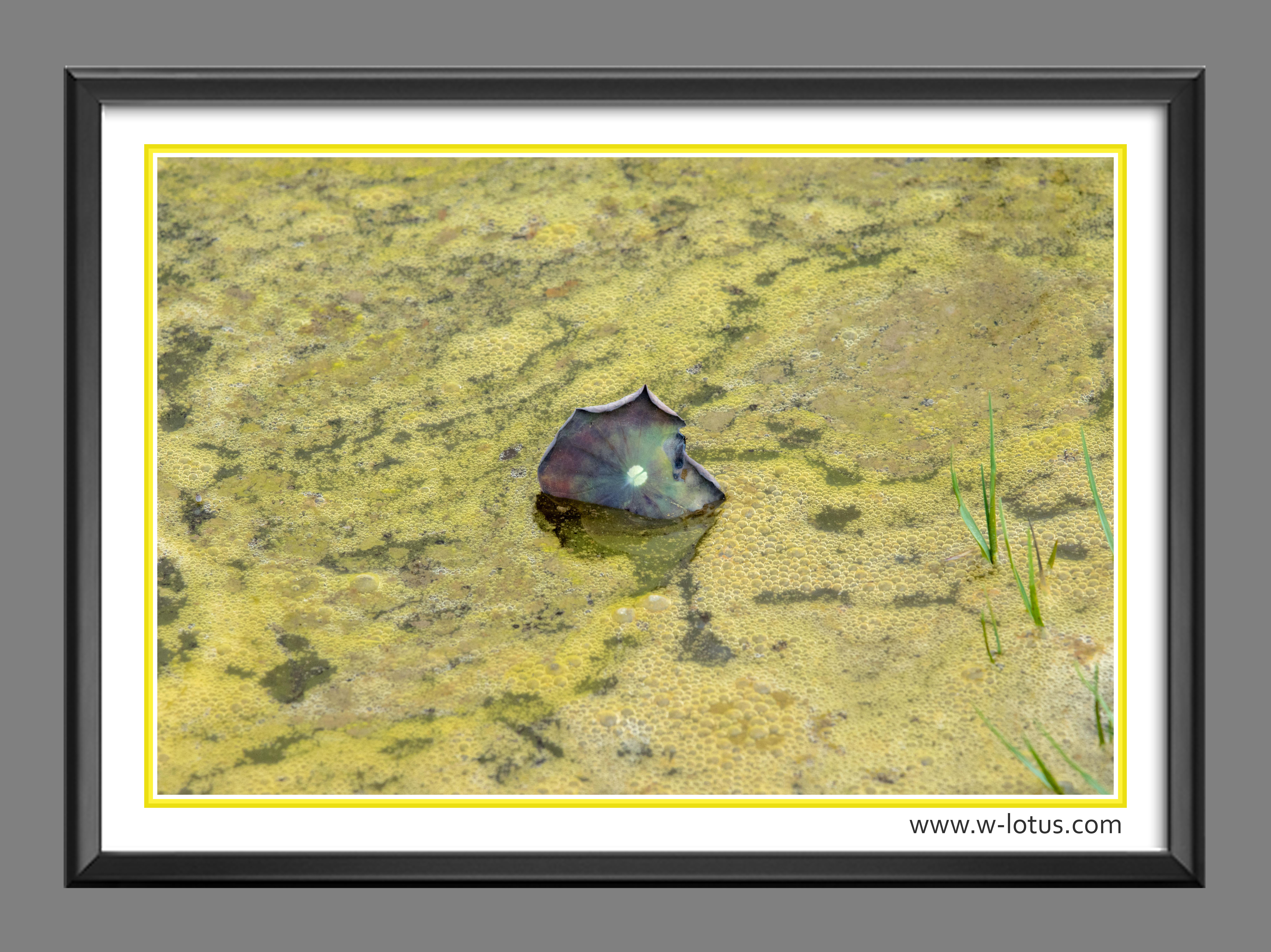 Tranh canvas hoa Sen treo phòng khách ST-00119