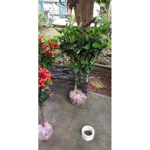 Sản phẩm CÂY GIỐNG BẠCH THIÊN HƯƠNG