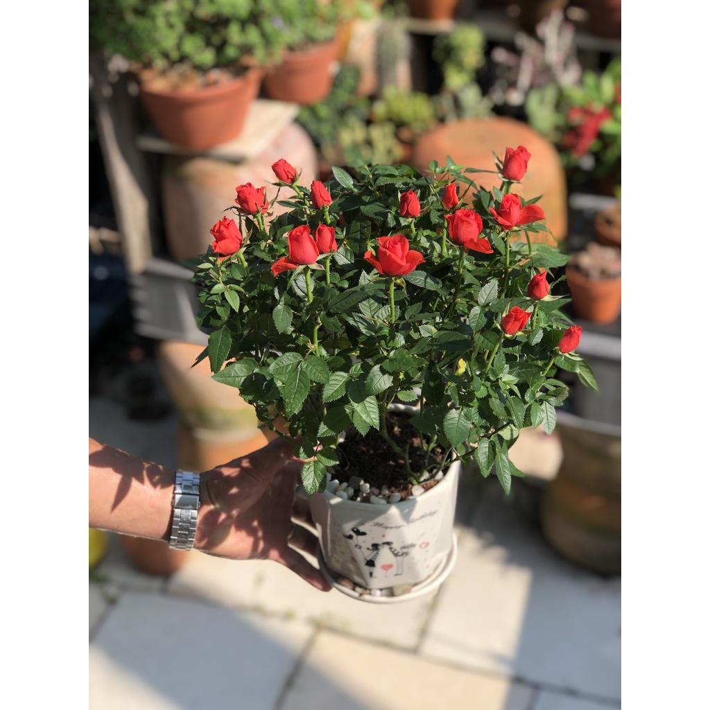 Chậu sứ cây hoa hồng màu cam cà rốt