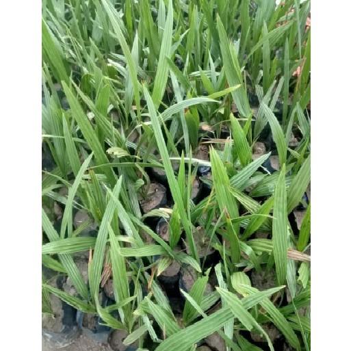 Cây chà là thái ăn quả