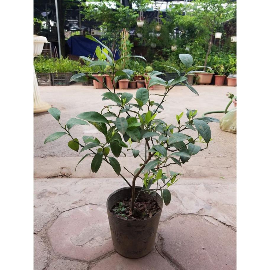 Chanh ăn lá - Cây trong bầu khỏe mạnh