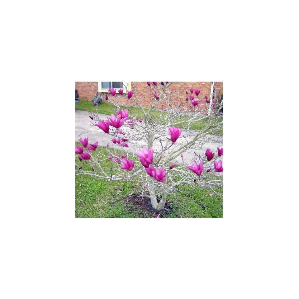 Cây Hoa Mộc Lan Hồng - Cây Hoa Đang Nụ Nở Hoa Vào Dịp Tết Nguyên Đán +