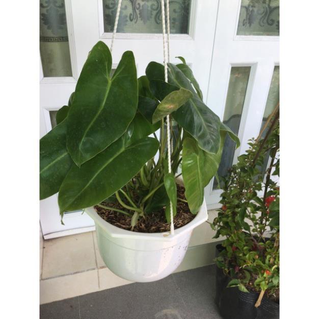 Cây trầu bà tỷ phú