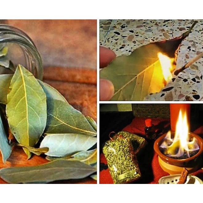 Lá Nguyệt Quế - Bay leaf may mắn theo lựa chọn