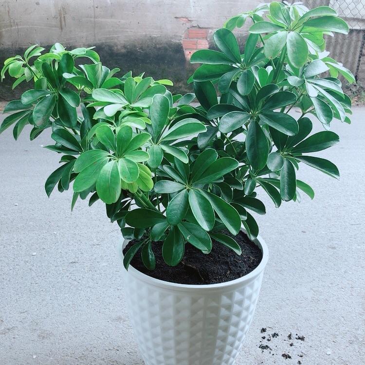 Chậu Cây Ngũ Gia Bì Size Đại