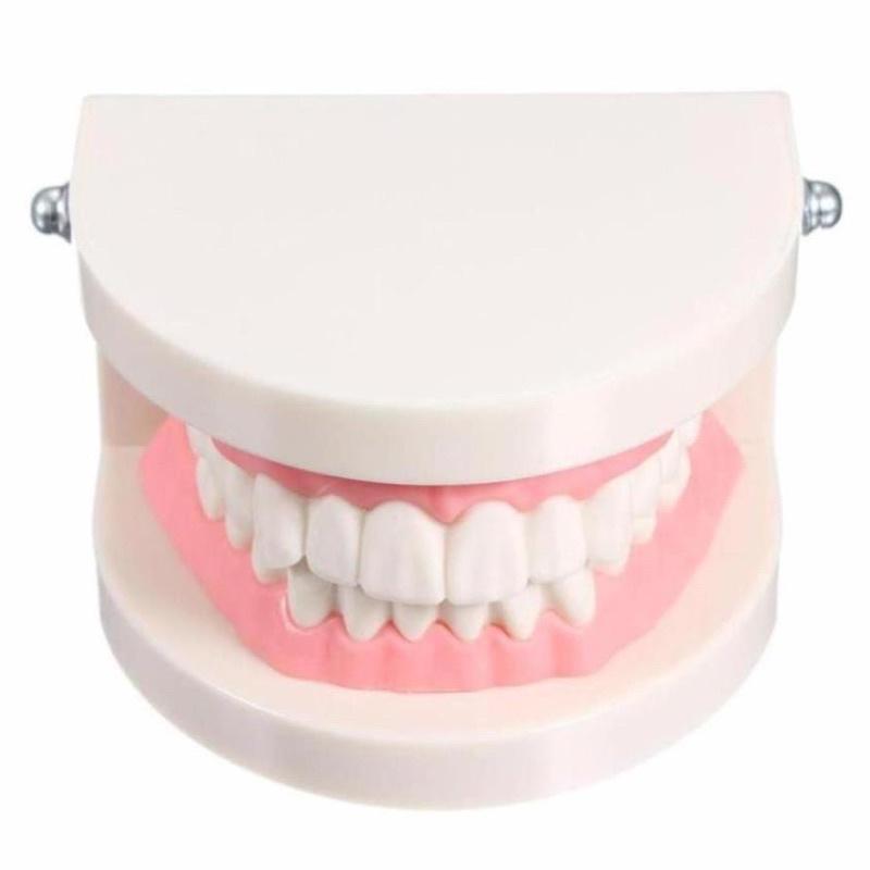 Mô hình hàm răng xin