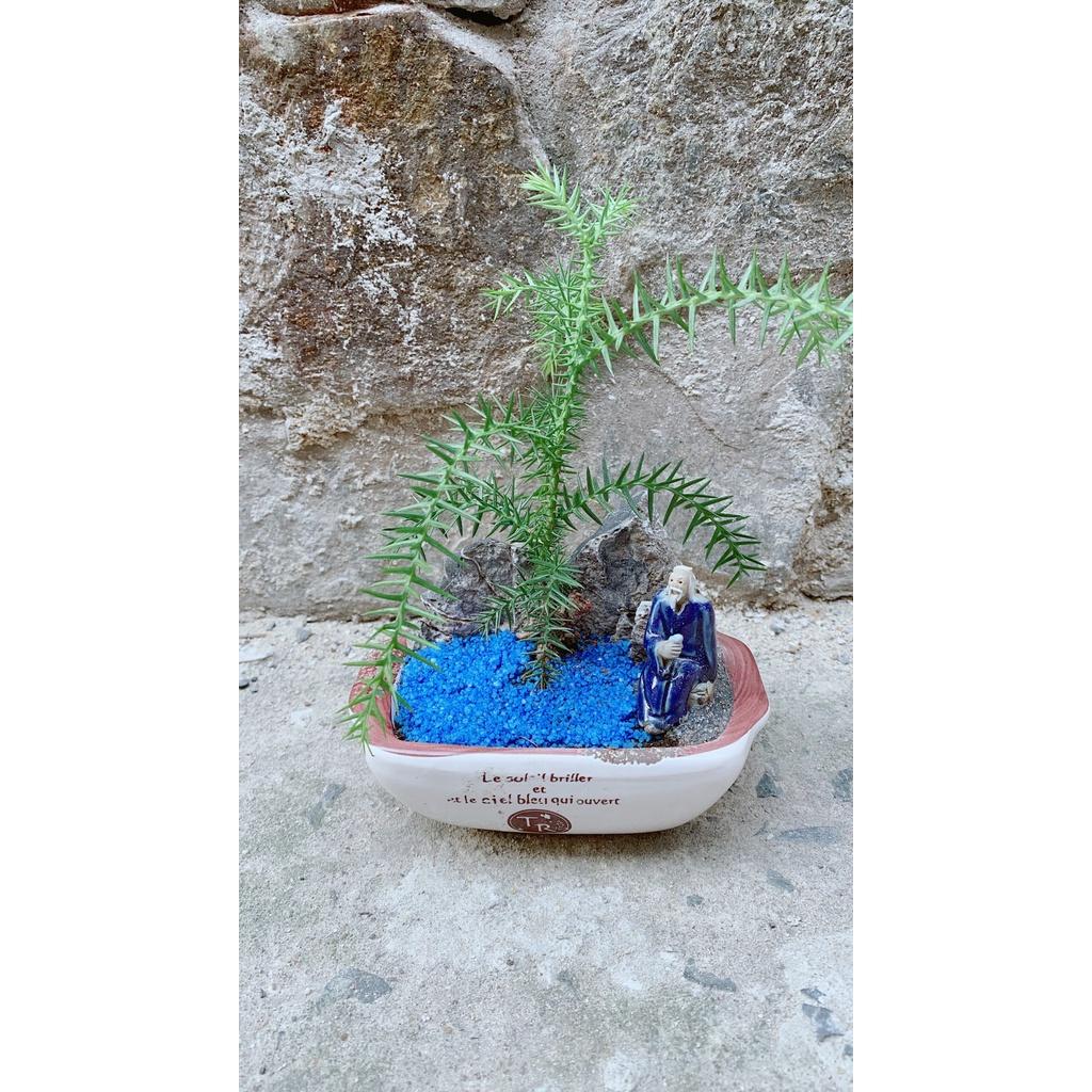 Chậu Tùng Bồng Lai