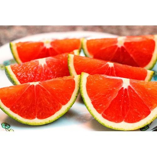 CÂY GIỐNG CAM CARA RUỘT ĐỎ KHÔNG HẠT SIÊU NGON SIÊU QUẢ