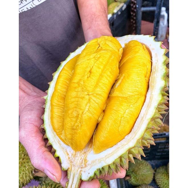 Cây giống Sầu Riêng Mussang King .