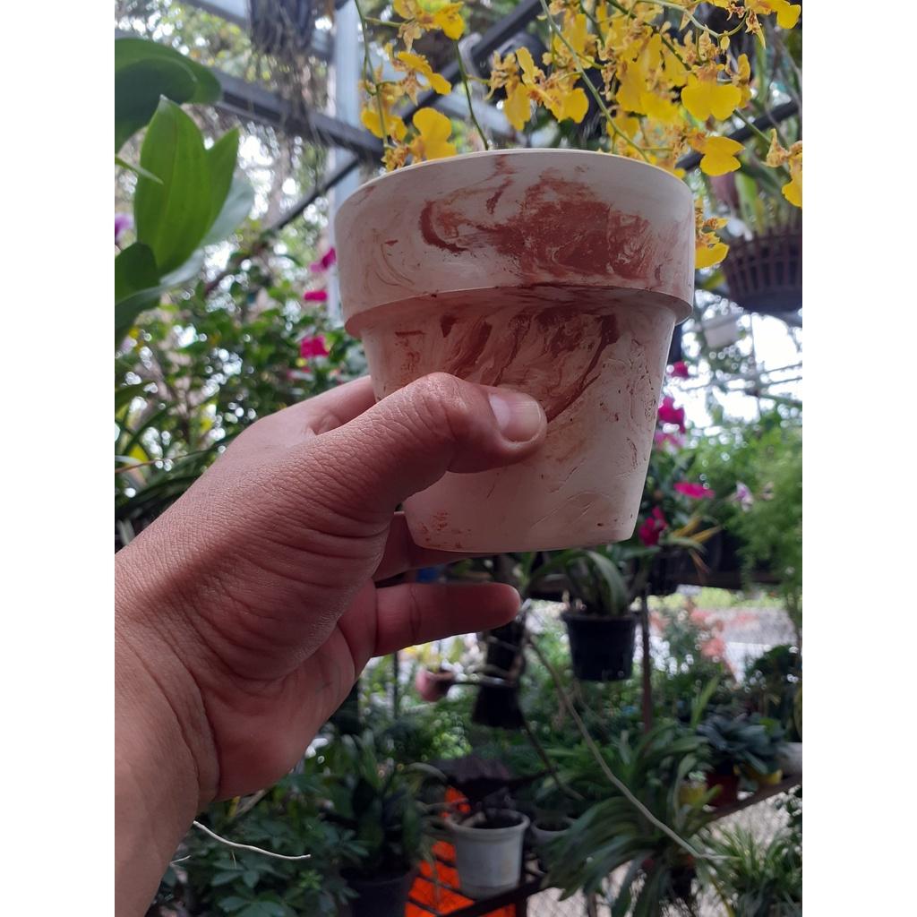 Chậu đất nung dễ thương trồng sen đá