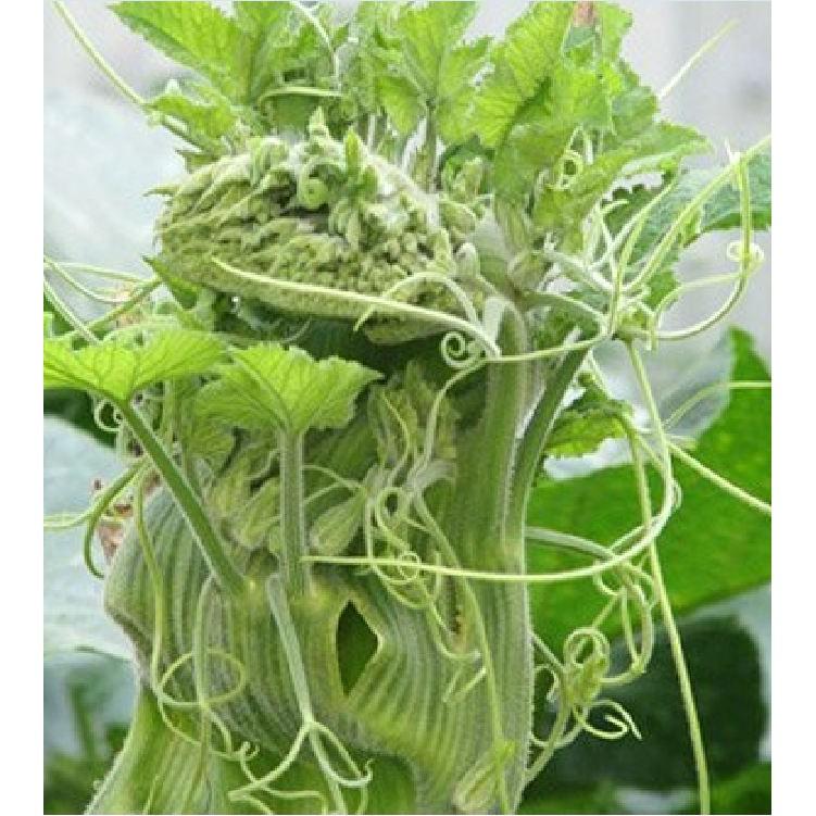 Hạt giống Bí Ngọn Siêu Mập Cao Sản 10gr/gói