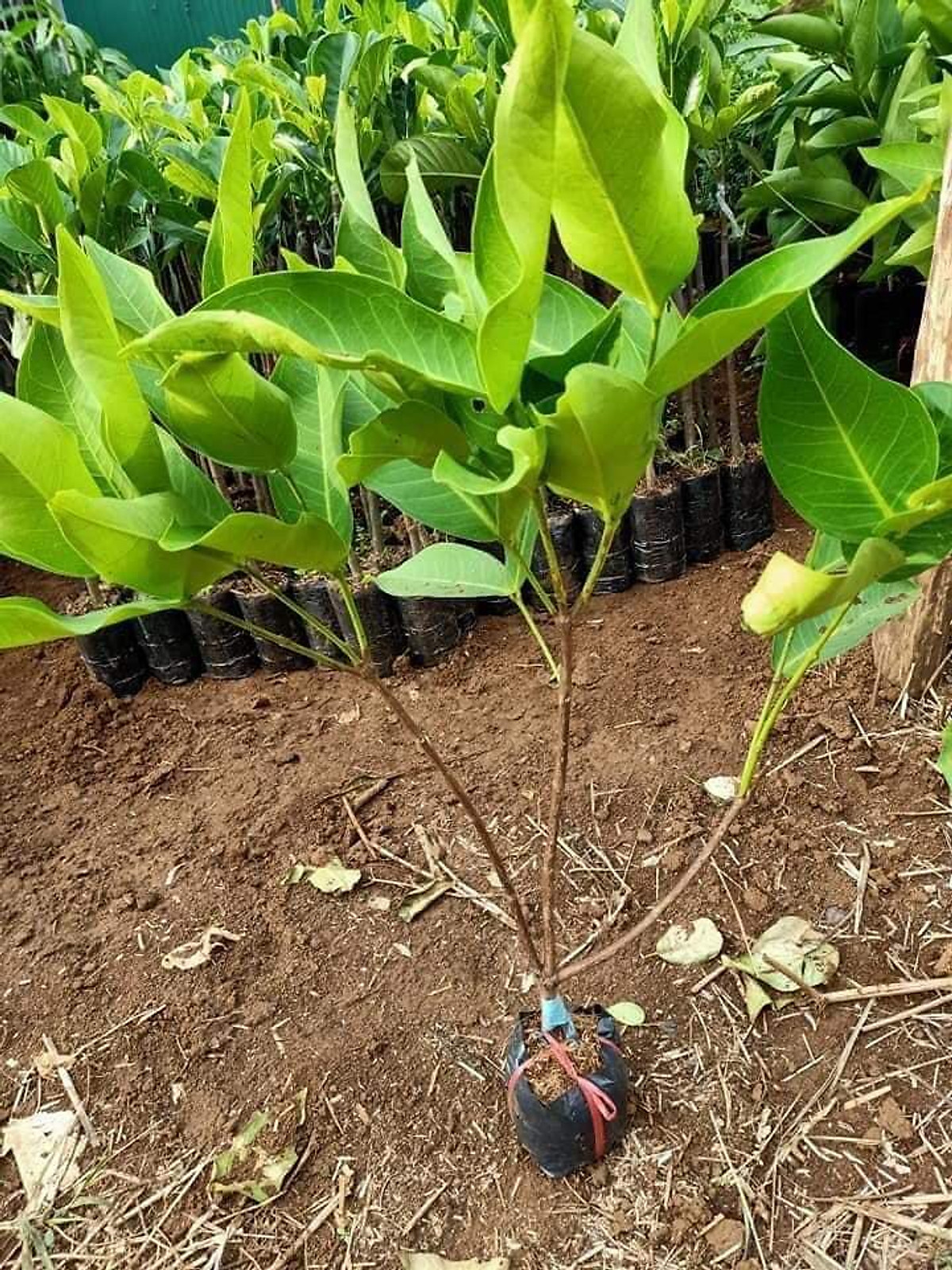 Cây Mận Trắng Sữa - Giống cây trồng cây ăn trái