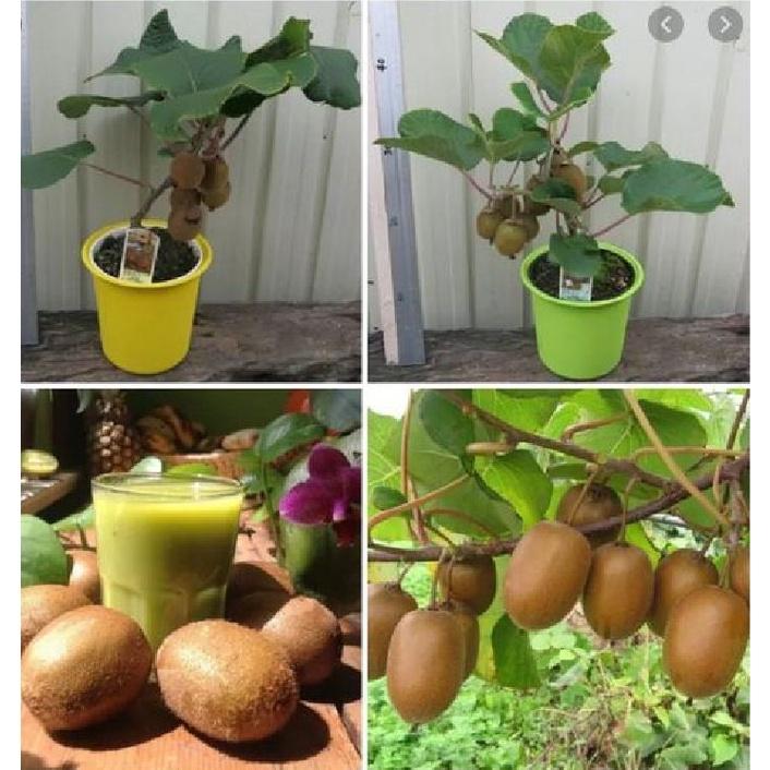 Combo 2 gói Hạt giống cây ăn trái kiwi siêu trái- Gói 30 hạt/tặng kèm gói phân bón lót