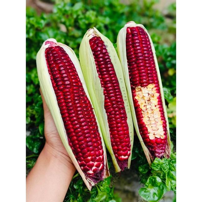 Hạt Giống Bắp Tím F1 Cho Năng Suất Cao