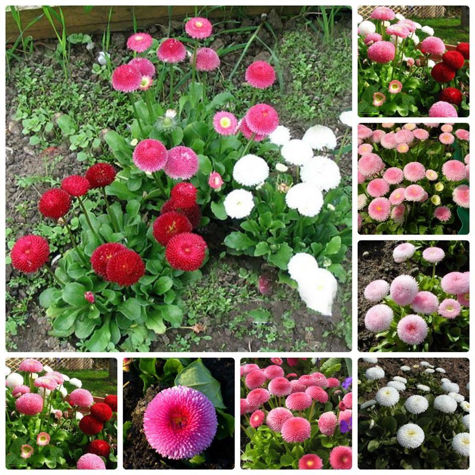 Hạt giống hoa cúc anh mix màu - 1 gói 50 hạt