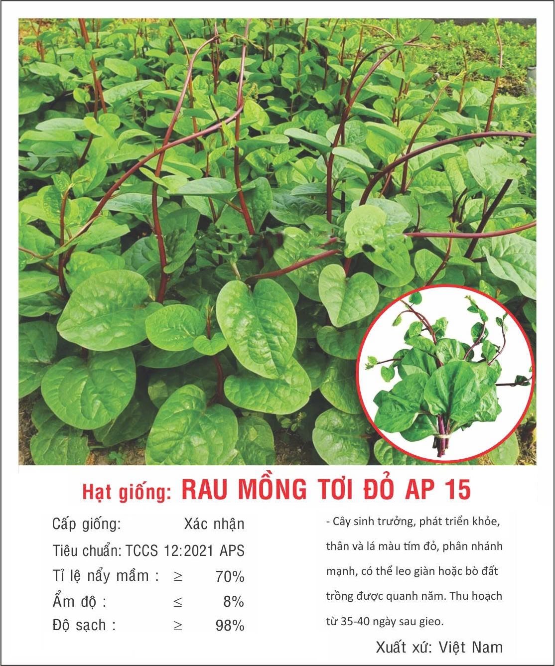 Hạt giống rau Mồng tơi Đỏ - Mồng tơi Tím  VTP202