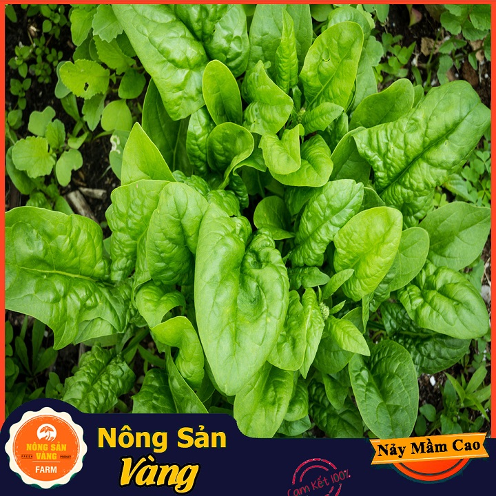 Hạt giống Cải Bó Xôi Chịu Nhiệt - Nông Sản Vàng
