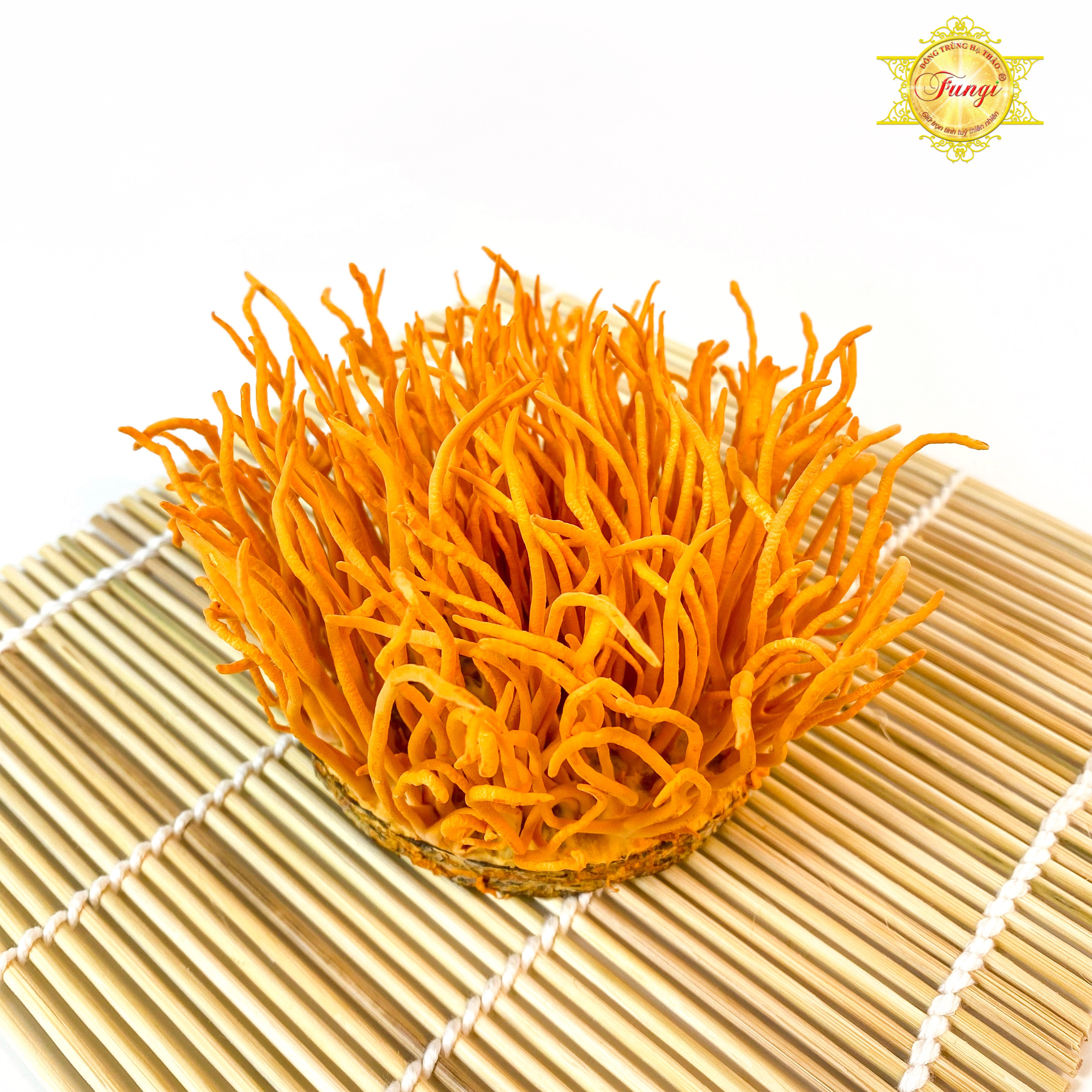 Đông Trùng Hạ Thảo Fungi Tươi 100Gram