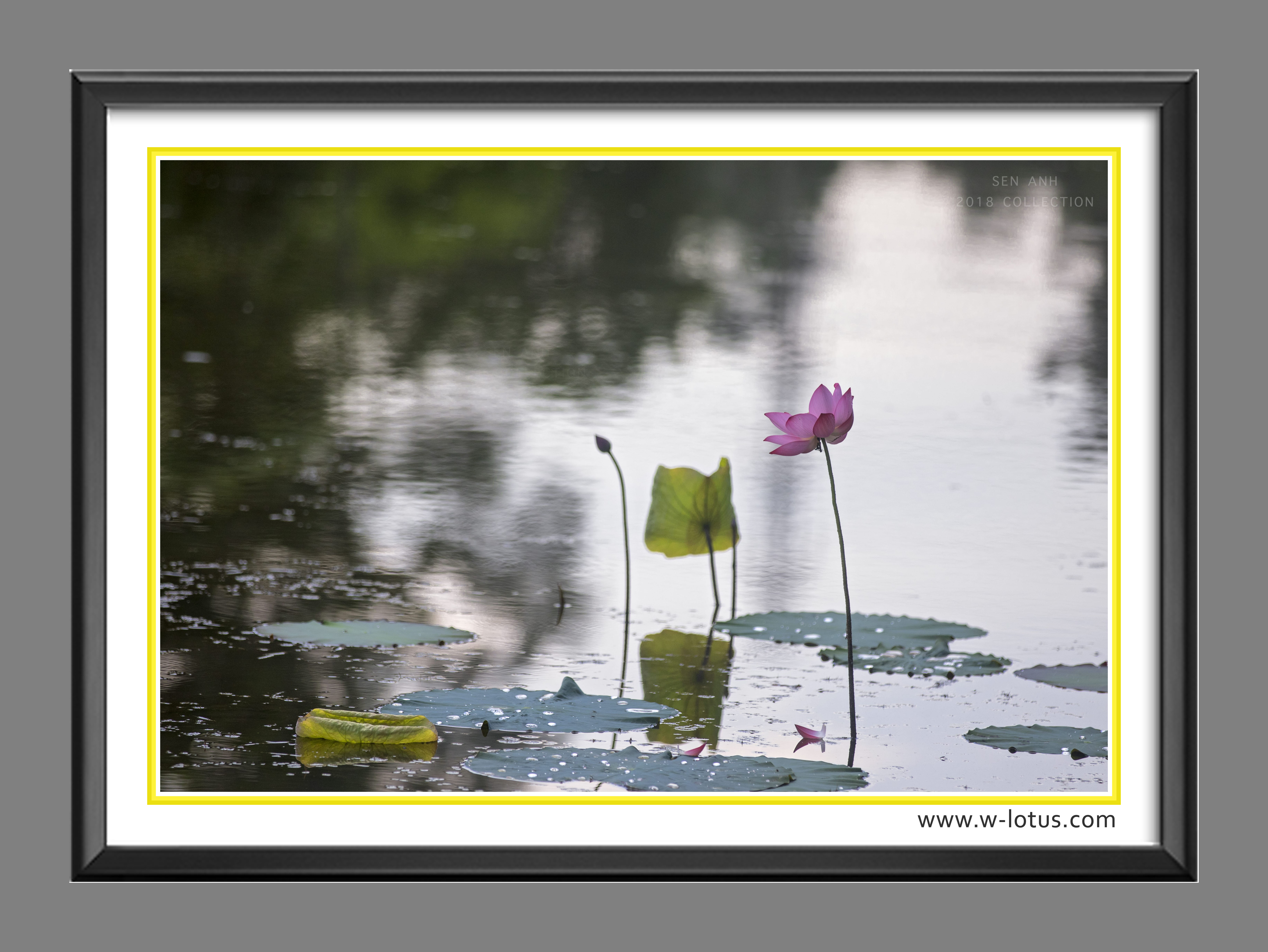 Tranh canvas hoa Sen treo phòng khách ST-00068