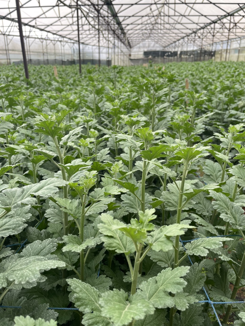 PHÂN BÓN LÁ CAO CẤP BOOM-N FLOWER lọ 500ml