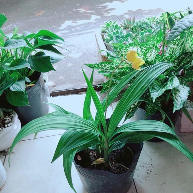 Lan Đất Có Hoa Vàng