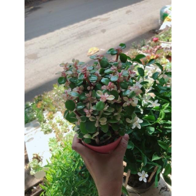 Sen đá đô la trắng