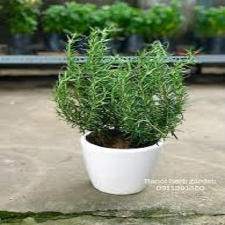 CHẬU CÂY HƯƠNG THẢO