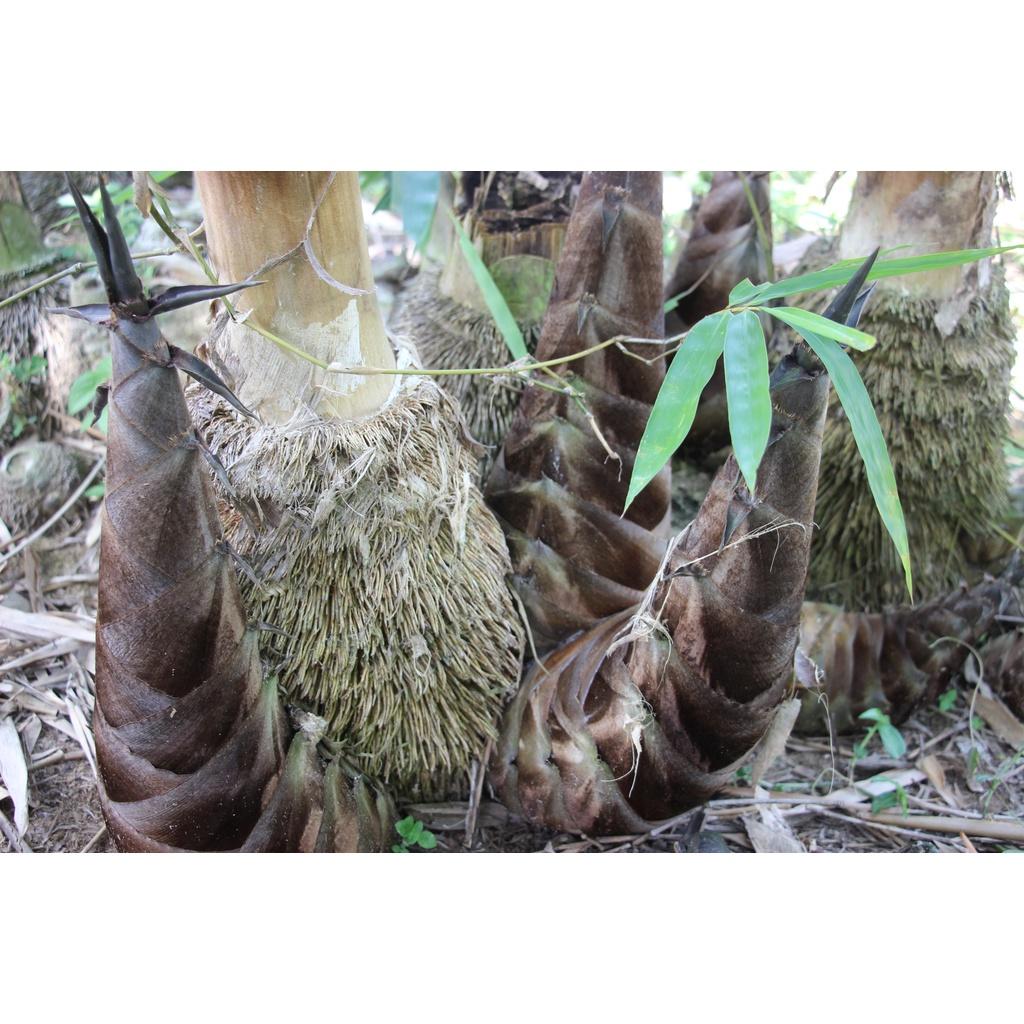 CÂY GIỐNG MĂNG TRE MẠNH TÔNG