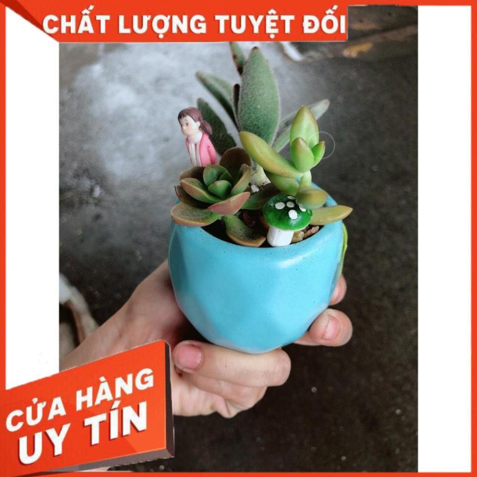 Chậu sen đá tiểu cảnh 7