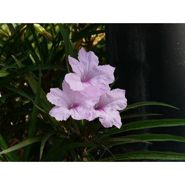 Cây Ruellia angustifolia Mexico Pink (Cỏ Cảnh Mexico) chậu nhựa 8cm