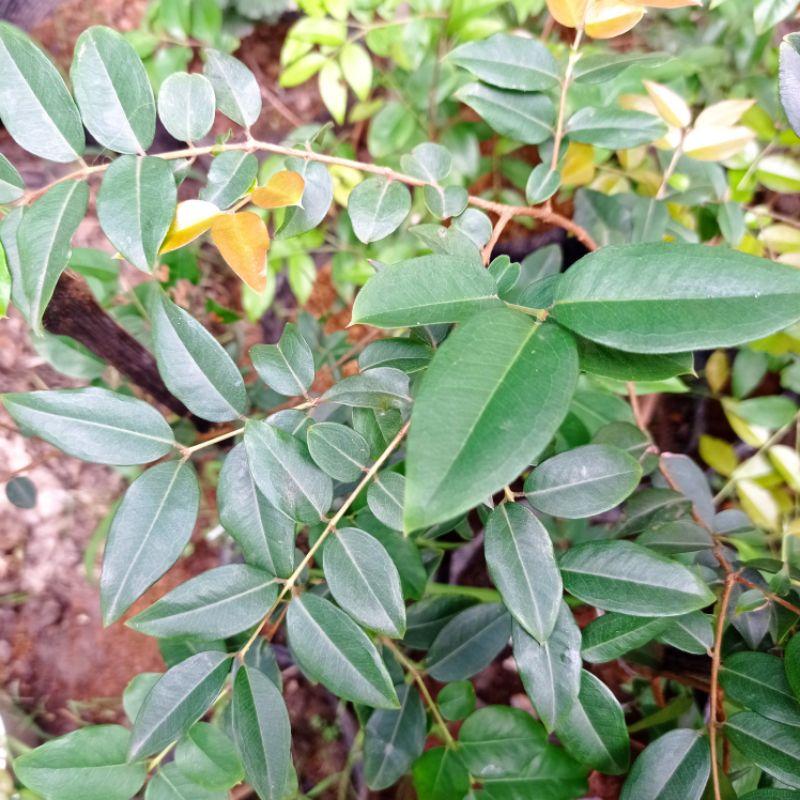 Nho thân gỗ tứ quý lá nhỏ