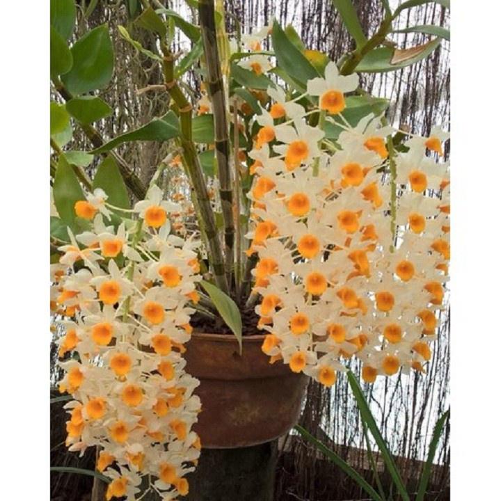 1 chậu hoa lan KIỀU CAM  hàng rừng TÂY BẮC thuần chậu