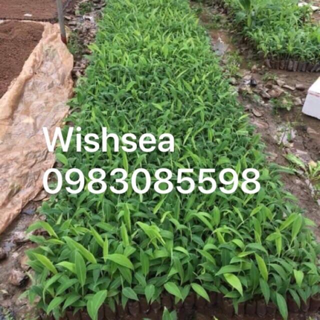 Cây chuối tây thái