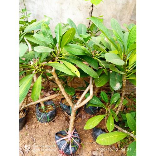 BẦU GIỐNG CÂY HOA ĐẠI ĐỎ