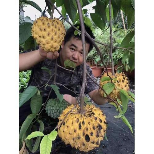 Cây Giống Na Vàng Úc