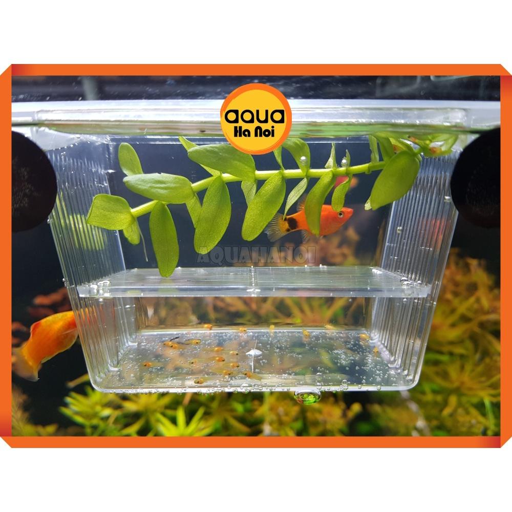Lồng dưỡng cá tép đẻ mica - cỡ lớn 22*10*10 cm - lồng tách cá tép sinh sản - dưỡng cá bệnh - có 2 ngăn cách ly