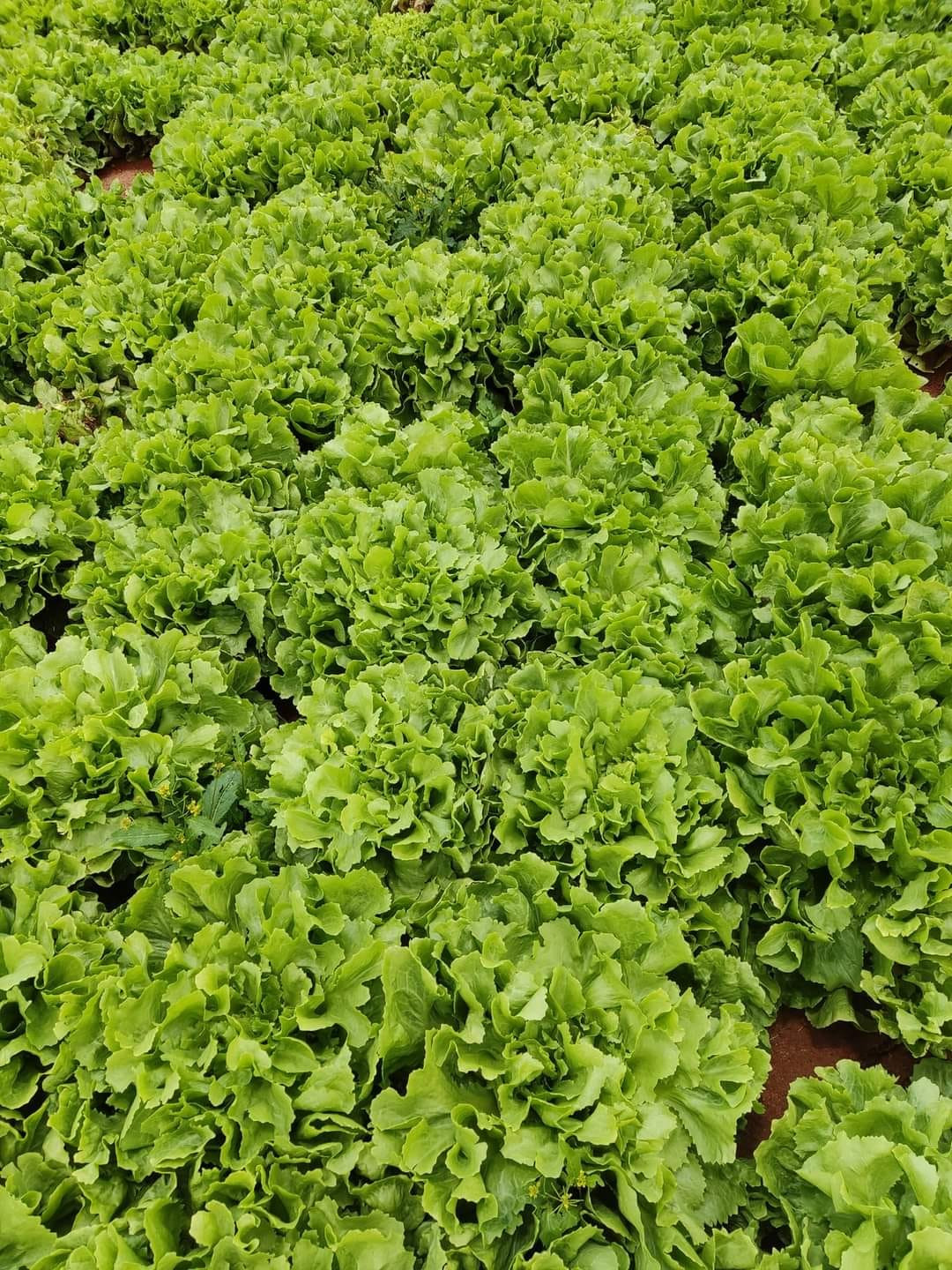 Hạt giống Xà lách Carol ESCAROLE FURLO 217 -5g
