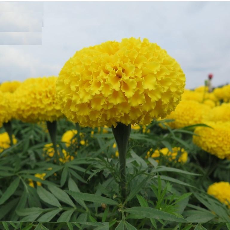 Hạt giống hoa Vạn Thọ vàng chanh Lùn F1 ( 30 hạt - Chiều cao dạng cây Lùn 40cm - 50cm )