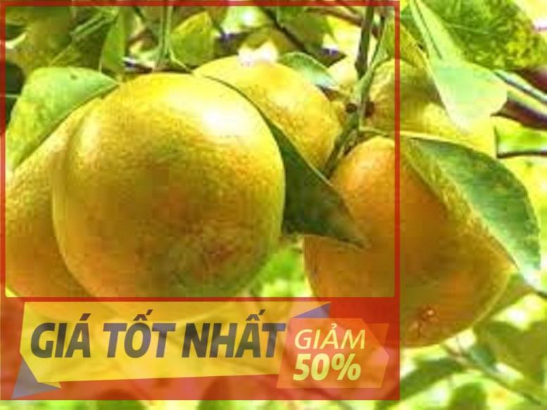 (GIẢM GIÁ) cây CAM XOÀN