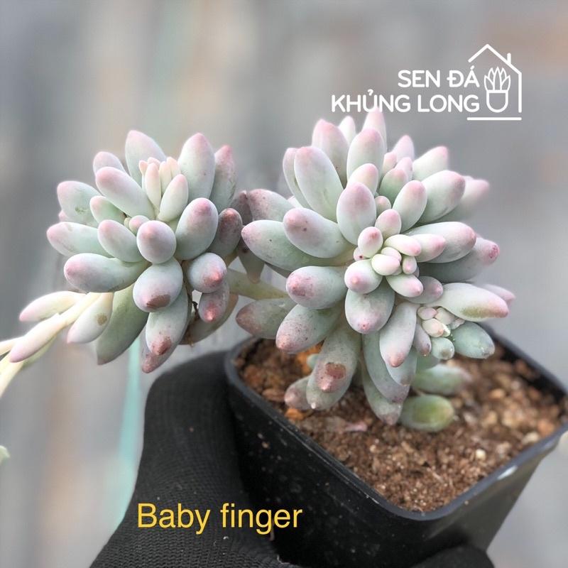 sen đá baby finger - pachyphytum baby finger