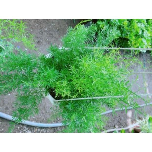 Cây thiên môn đông chậu treo to đẹp