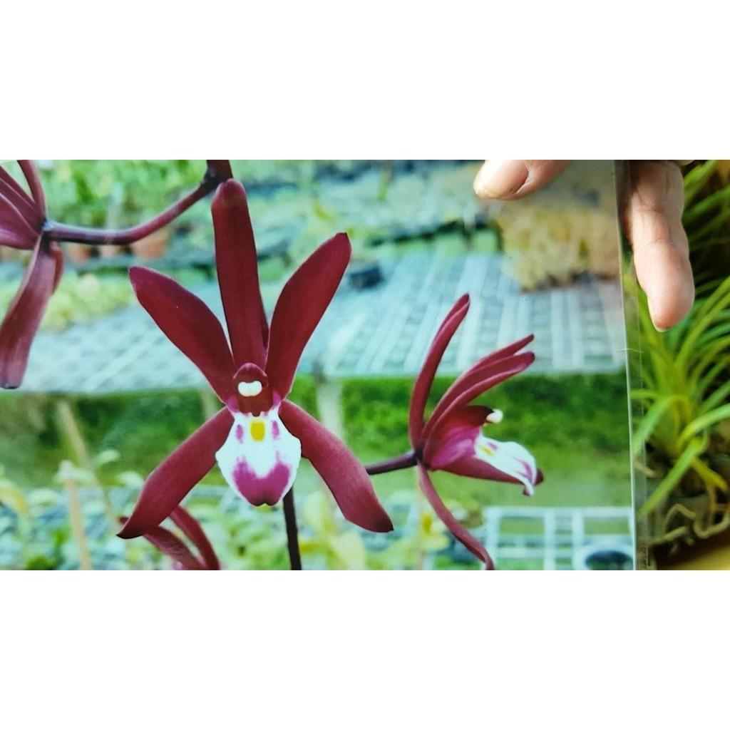 HOA LAN KIẾM ĐỎ THÁI LAN-gửi đi nguyên chậu, hàng cực đẹp, HÀNG CHUYỂN từ thái về