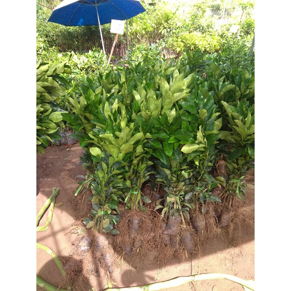 Cây giống Bưởi Đỏ Tân Lạc tặng 2 cây chè xanh