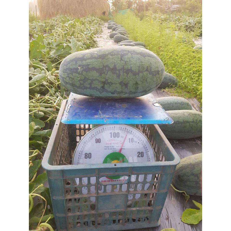 HẠT GIỐNG GIỐNG DƯA HẤU LAI F1 - AGRI DOUBLE 388