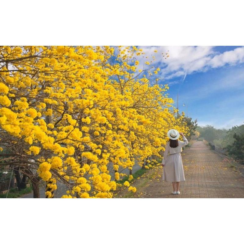 CÂY GIỐNG CHUÔNG VÀNG TRỒNG tạo bóng mát và cảnh quan.
